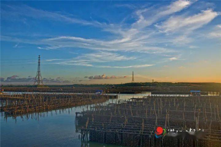 官渡蚝田,湛江湾一道特殊的美景!