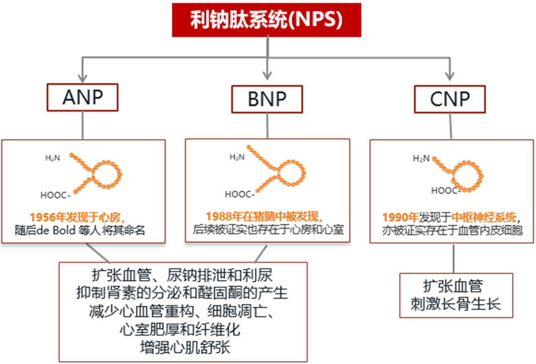 关于脑保护利钠肽是认真的