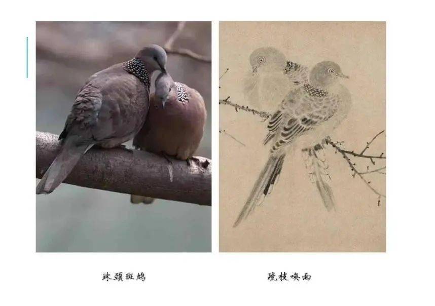 第四幅,乾隆提笔:疏枝唤雨,是珠颈斑鸠,俗称花斑鸠.