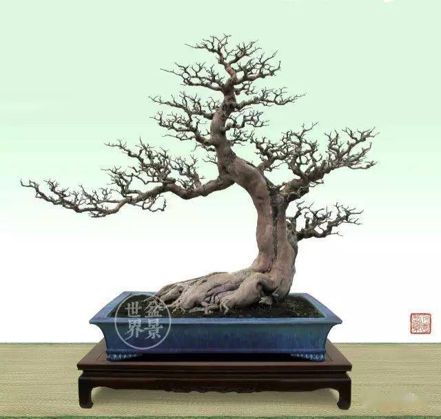 杂木盆景,顾名思义,因"杂"而种类繁多,不同树种的生理特征和生长特性