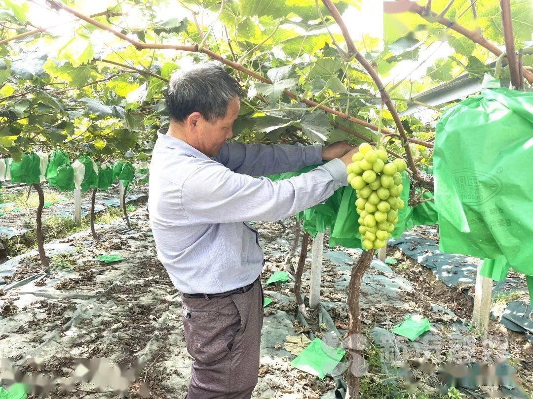 致富三十六计|魏良东:精品葡萄 带领群众共同致富