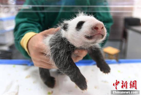 镜头里的海归大熊猫"宝宝"和双胞胎幼仔