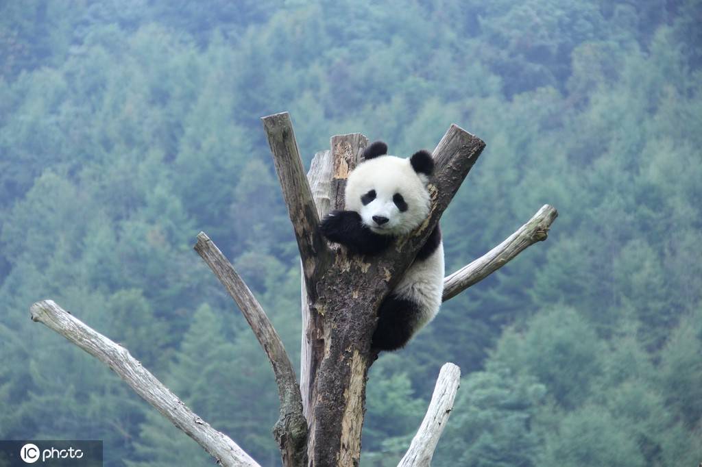 大熊猫|萌！走进四川卧龙神树坪大熊猫基地熊猫幼儿园