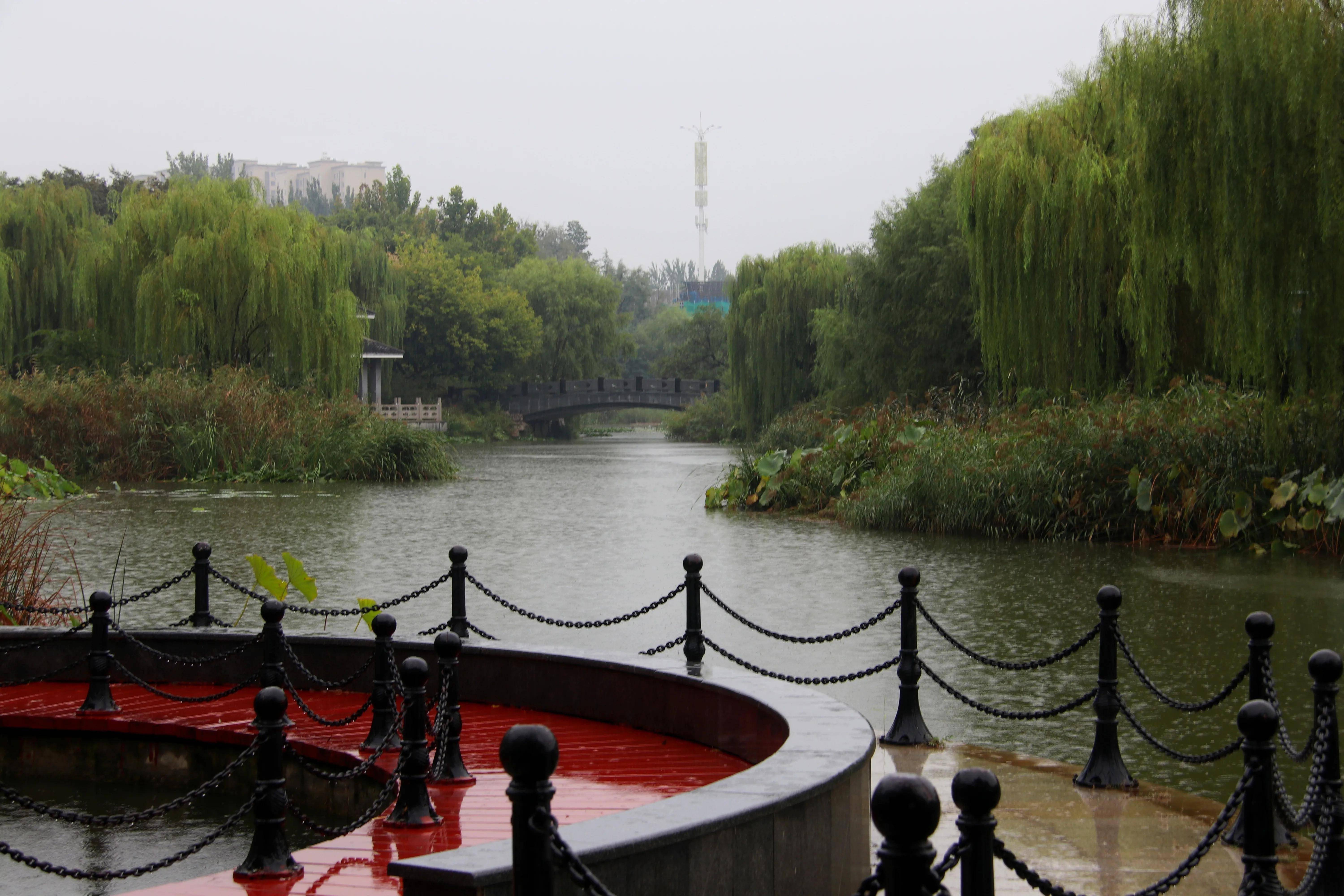 秋雨绵绵,潍坊植物园雨中即景