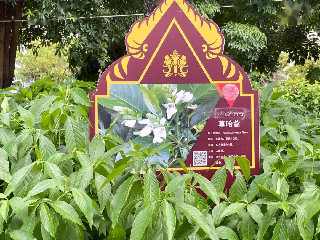 西双版纳州傣医医院药材