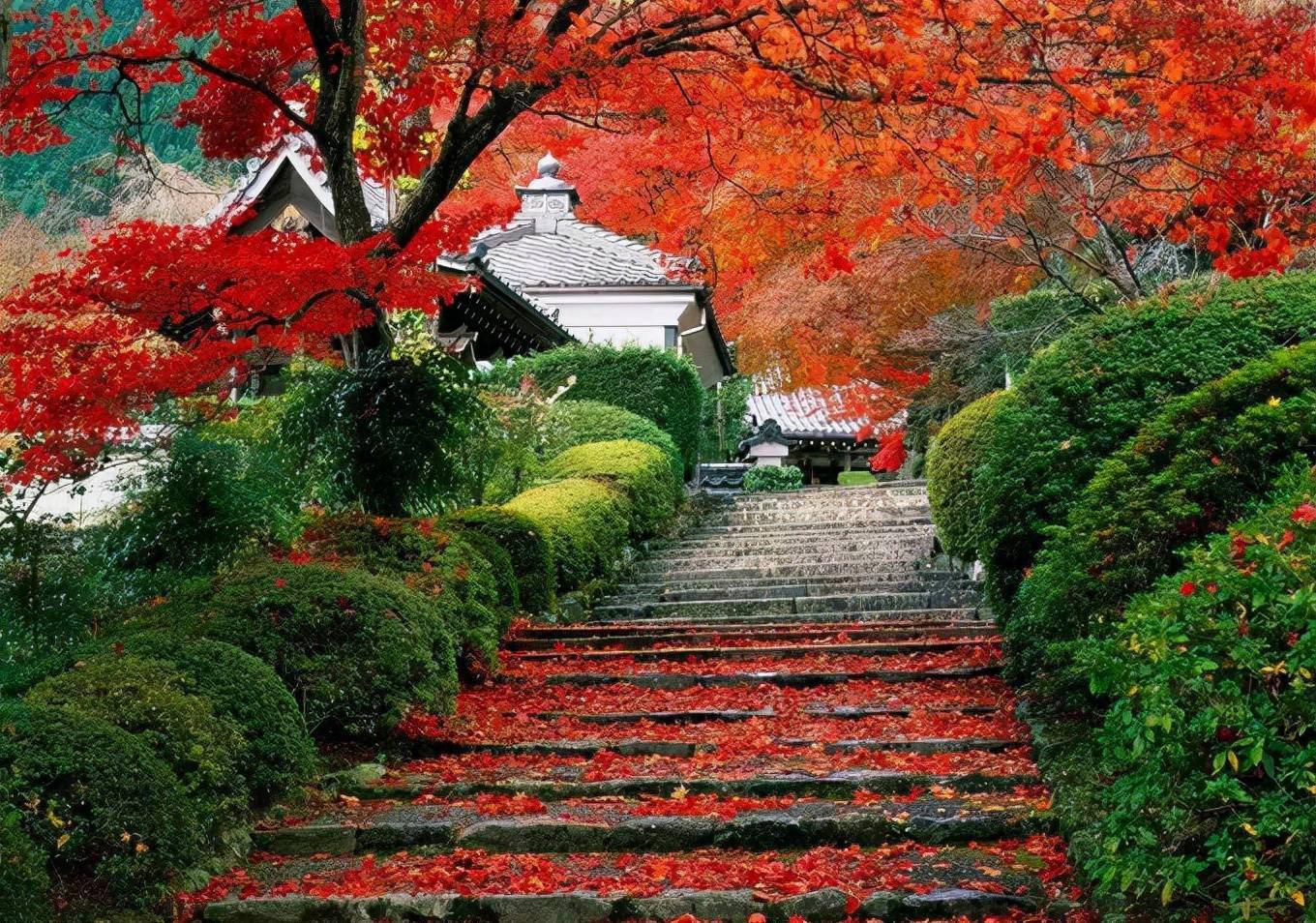 香山,北京四大赏枫胜地之一,一入秋,就红满了天_红叶