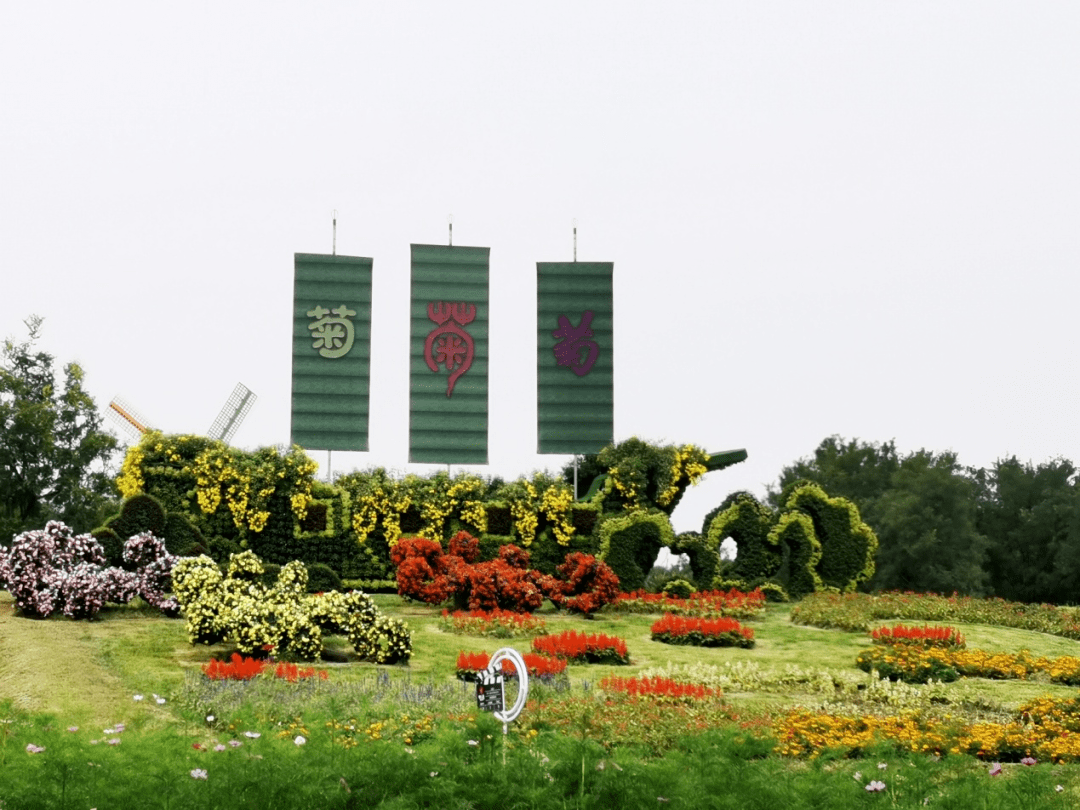 【转】5大展区,15万株菊花,2021年北京菊花文化节开幕