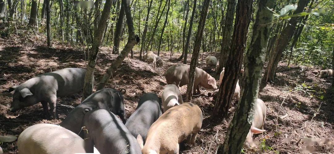 你想在山上认养一头跑山猪吗足不出户云养猪