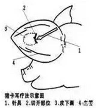 猪身上所有部位注射方法和注意事项值得收藏