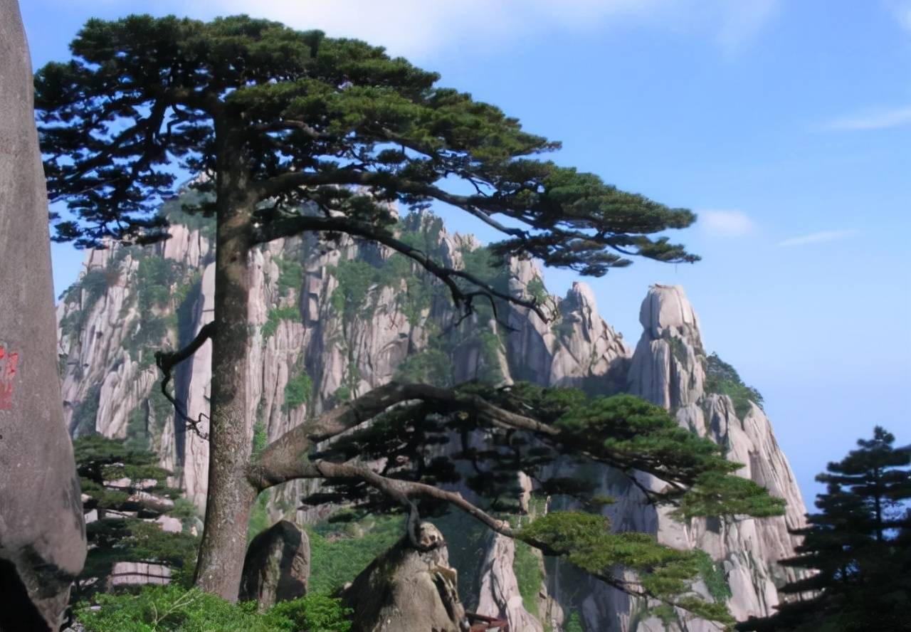 中国8大古树,平均年龄3000岁,听说见过的人有好运_千年