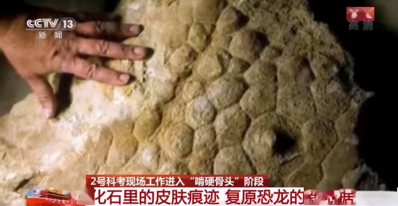 云南禄丰恐龙科考"啃硬骨头":恐龙化石如何修复?