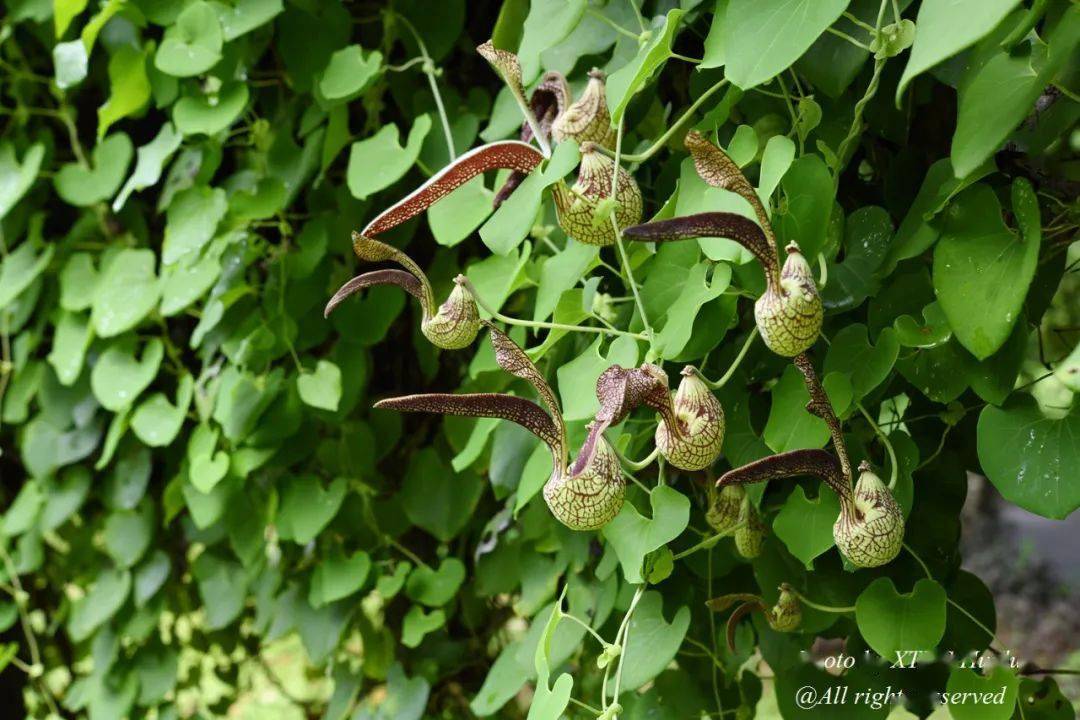 78 麻雀花 aristolochia ringens,马兜铃科,藤本园79.