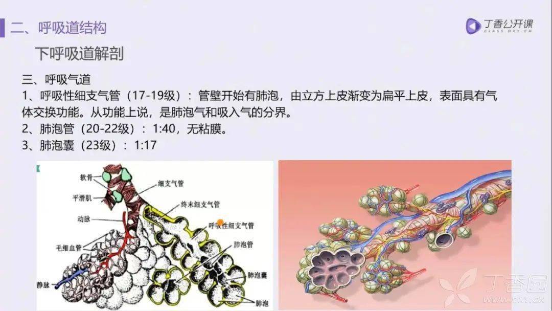 肺的五叶十八段解剖基础及 ct 病灶识别要点