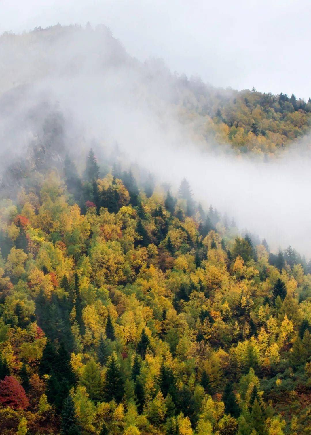 芦芽山风景区已进入秋色最佳观赏期,48万亩彩色林海美如画!