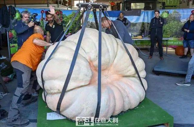 意大利农民种出全球最大南瓜 1217公斤打破世界纪录