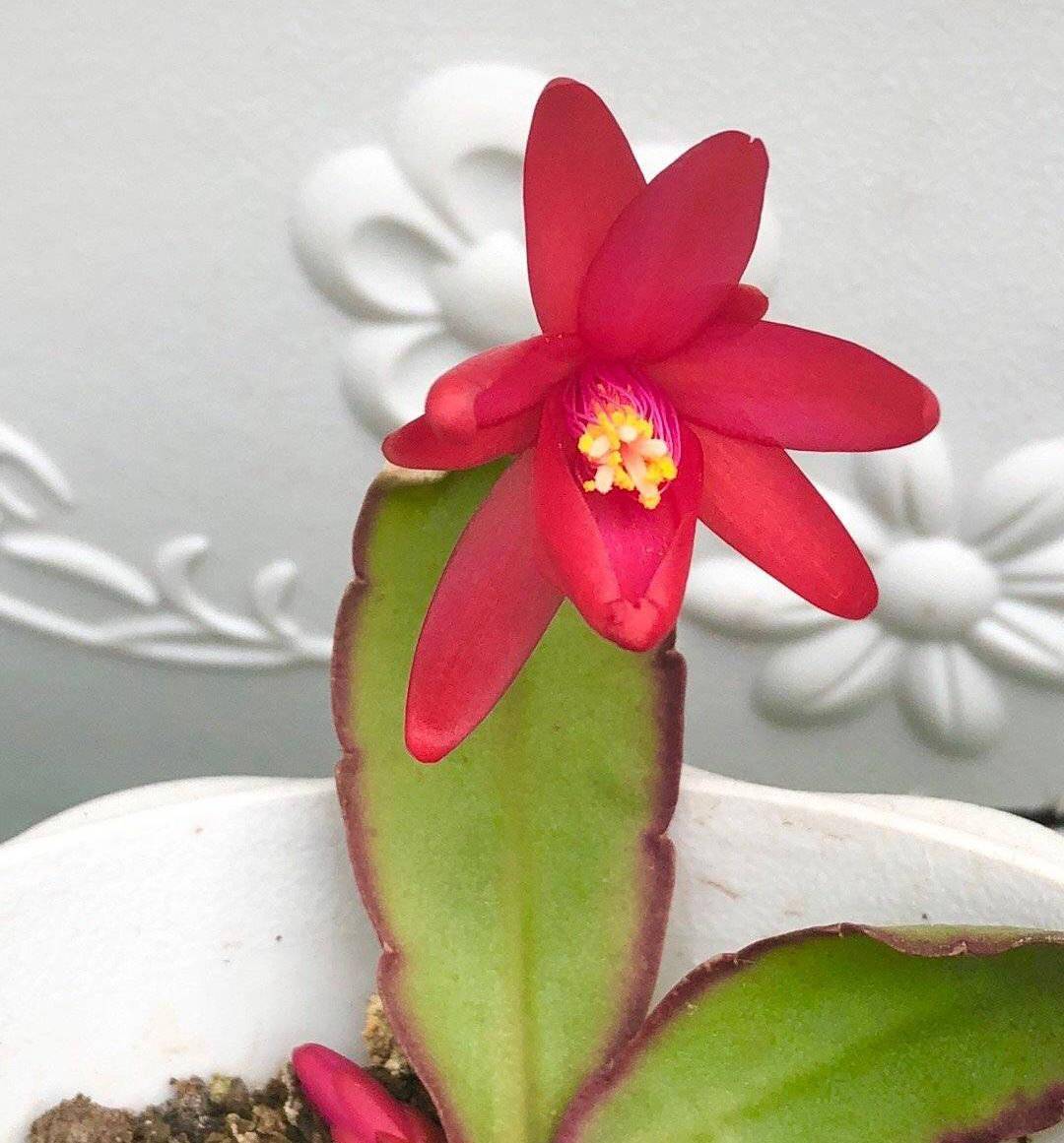 假昙花"这样养",开花艳开花多,颜色好美,仙气十足