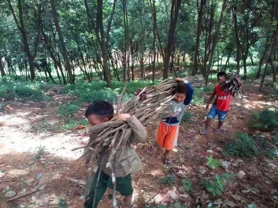 砍柴农忙时节,每个小孩都要帮家里收花生.