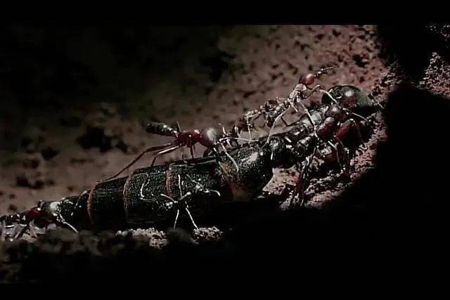 67journey to the ants:透过蚂蚁社会看蚁类生物的3