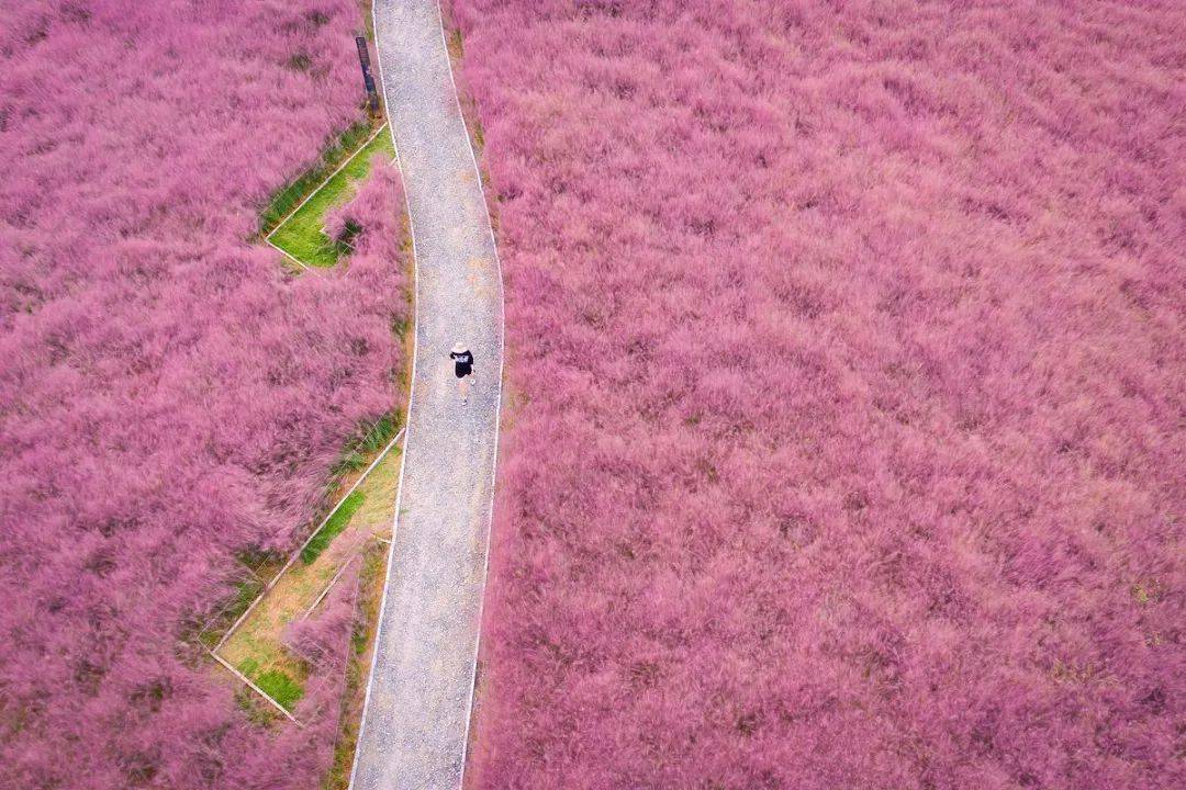 金粉贵州金色妥乐粉黛花海游世界古银杏之乡秘境彝族部落豪叹国际五星