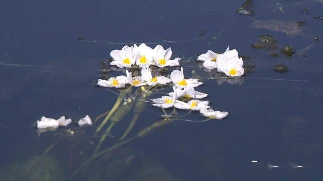 海峰湿地滇东海菜花乐园