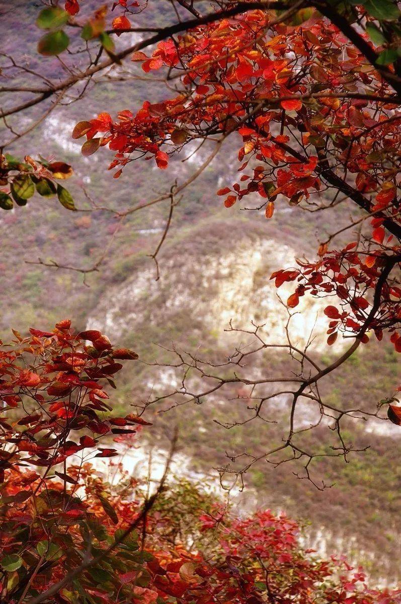 大概是为了开辟公园,近年此山广植黄栌等红叶树种,现深秋之时,满山已