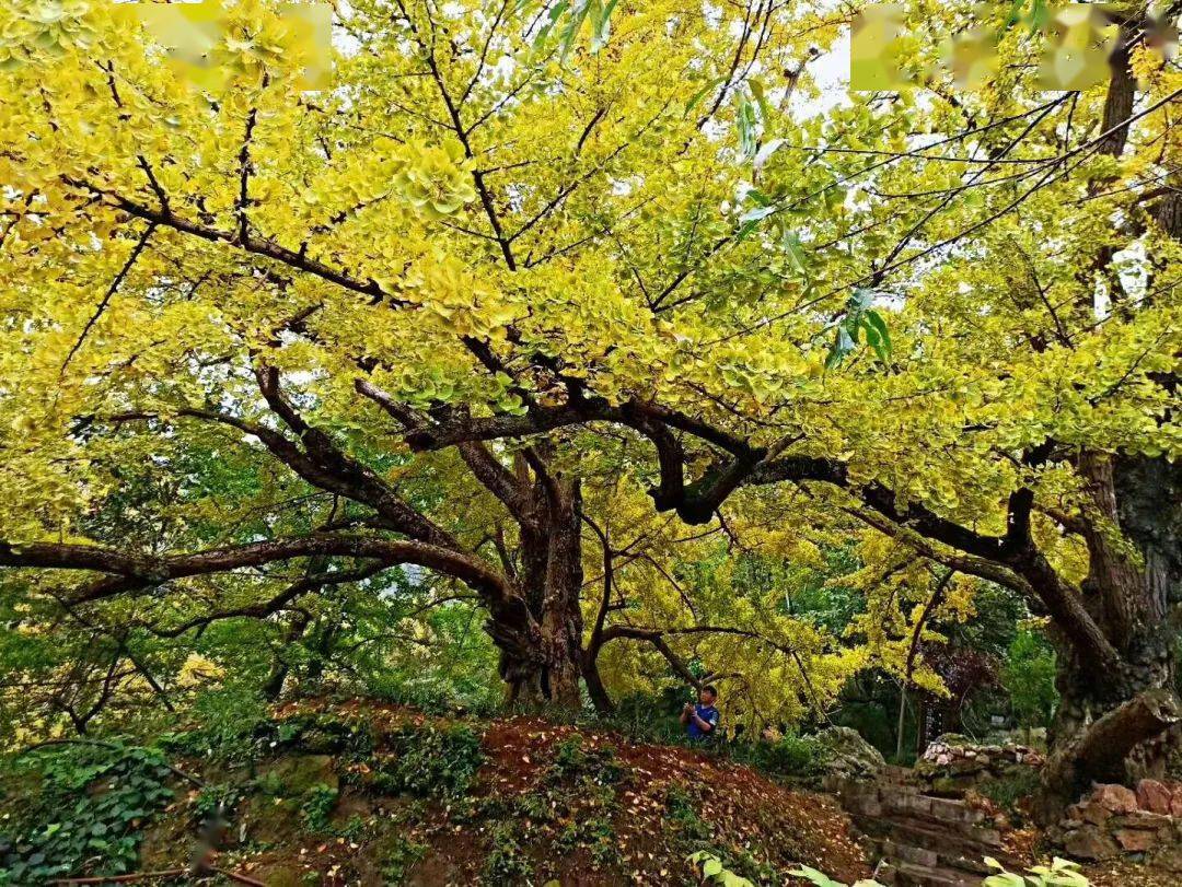 妥乐古银杏风景区