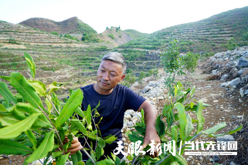 晴隆县光照镇:荒山变绿林