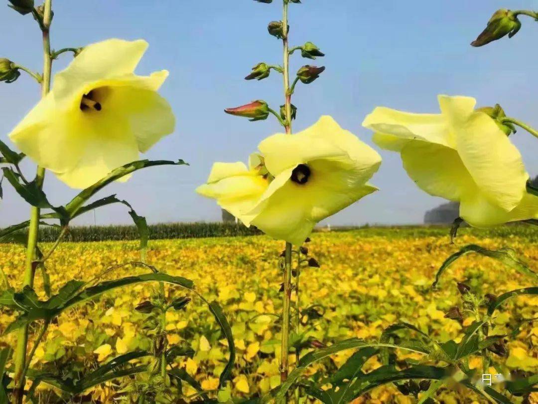 襄城县范湖乡:飘香黄蜀葵 花开致富路