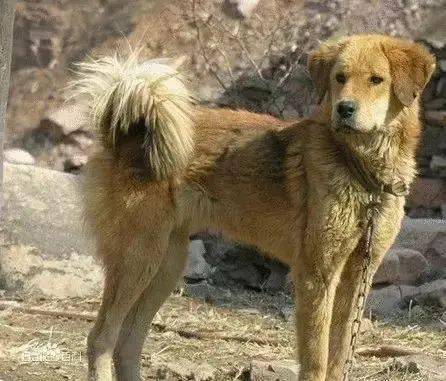东北猎犬黑龙江靳东主演的《鬼吹灯之精绝古城》里出现的就是蒙古细犬