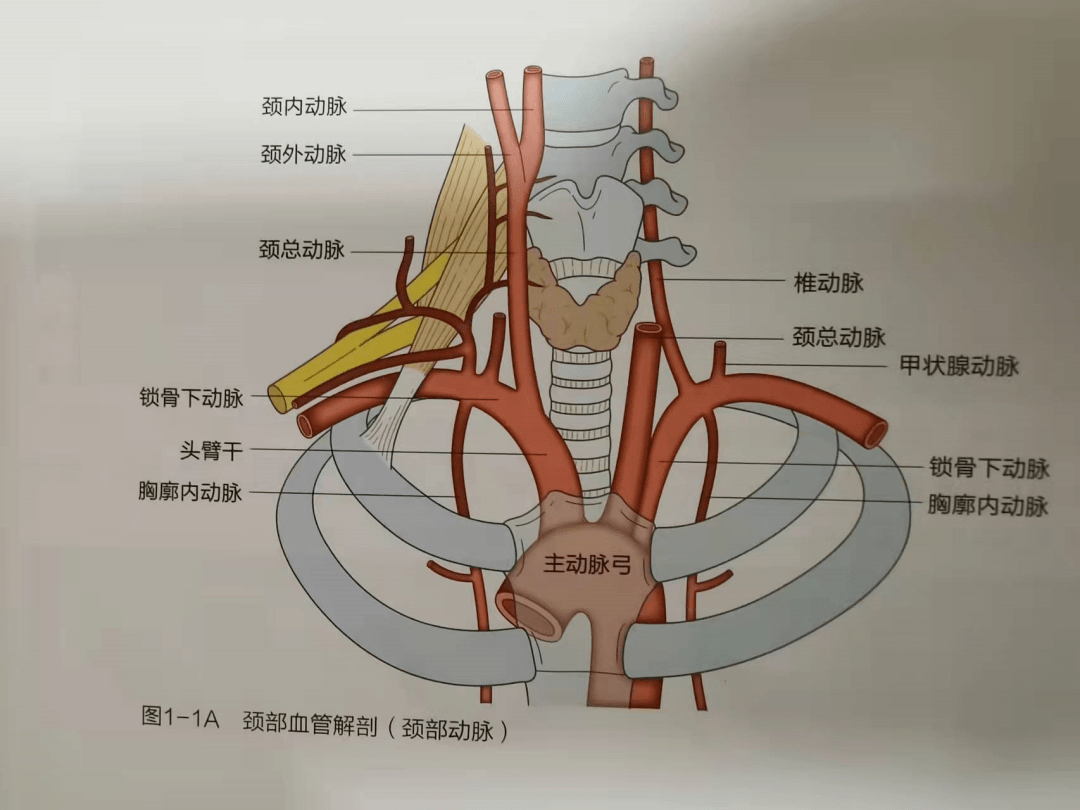 颈部血管的超声解剖