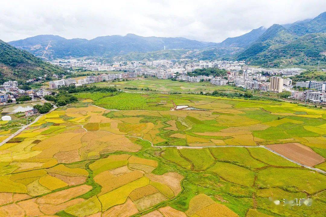 闽侯县鸿尾乡鸿尾村的百亩稻田