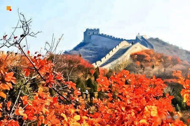 周末1日|八达岭红叶岭|寻觅北京最红的红叶の红枫与古长城相互辉映