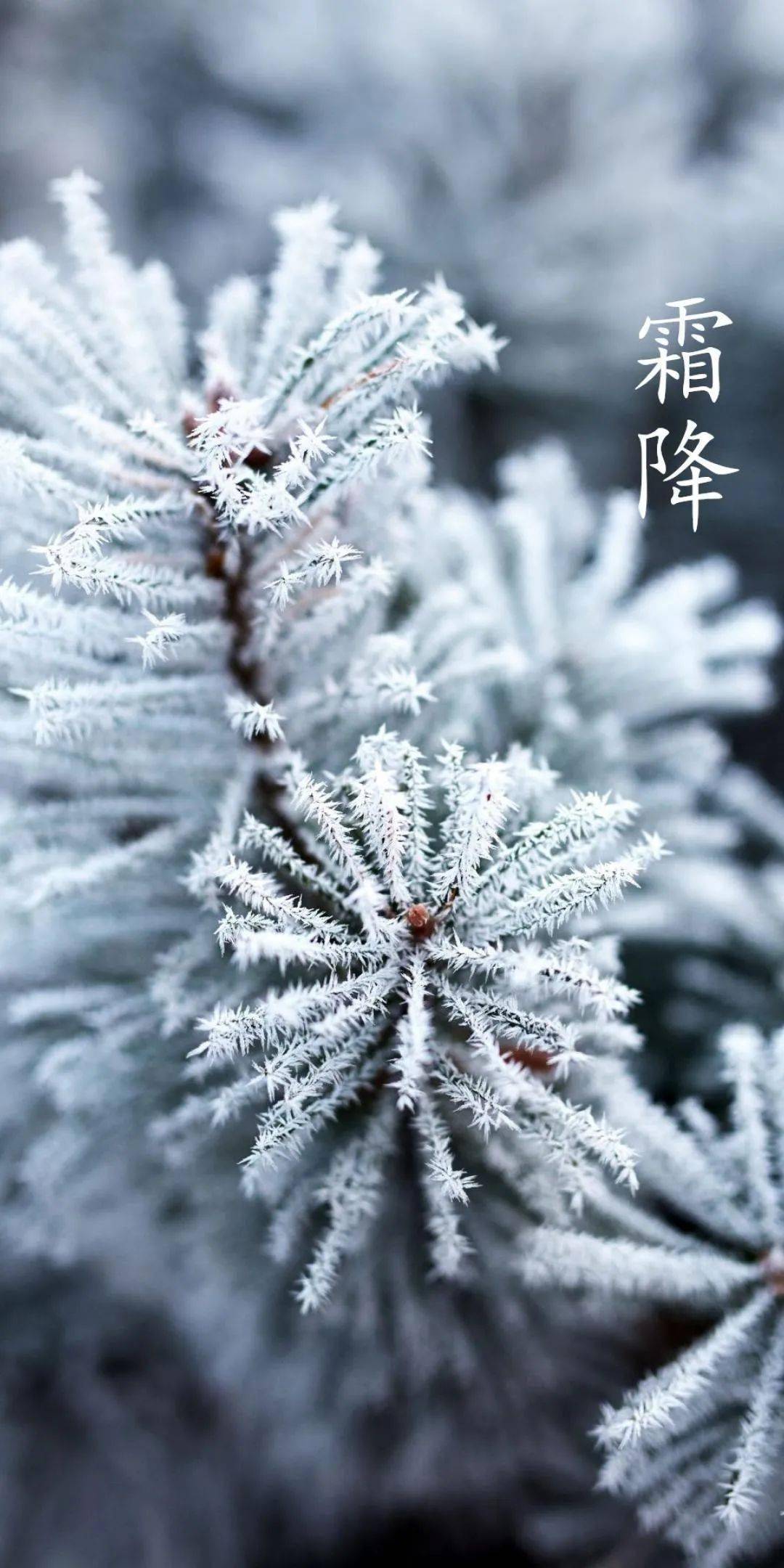 什么是霜降