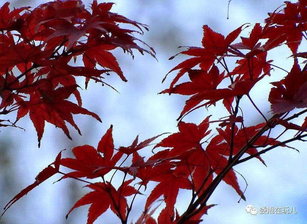 霜叶红于二月花_红叶