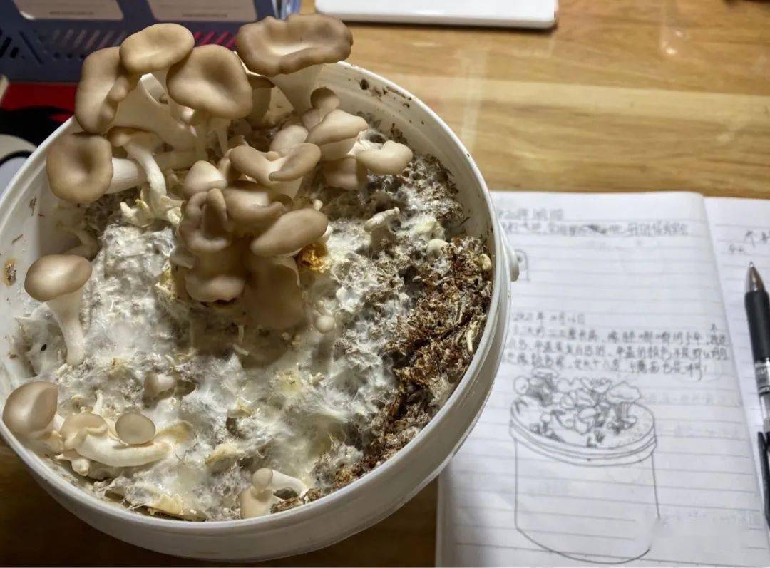 我们班的蘑菇追思会_日记