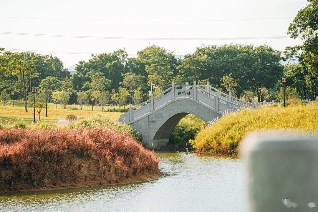 今年深圳的秋天来得早些,石岩湿地公园的树叶