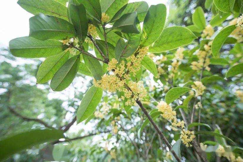 柠檬黄色,花香不及银桂,金桂,丹桂浓郁,品种有大叶四季桂,小叶四季桂