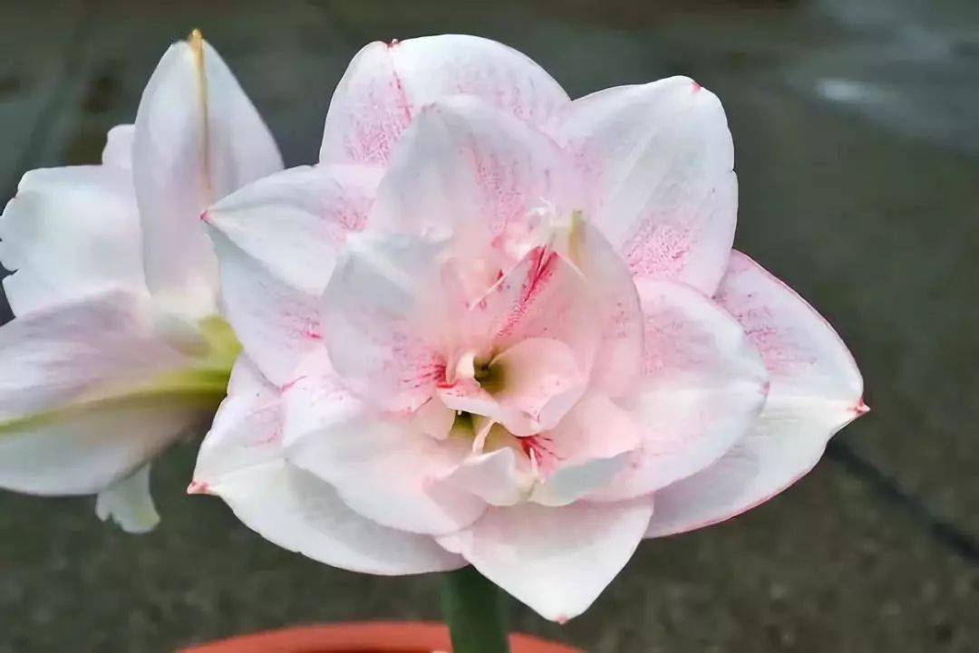 70种极品朱顶红见者有福