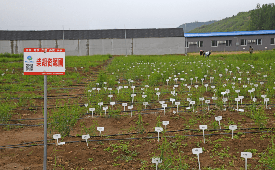 小药材 大产业—科技支撑助推我市中药材产业发展