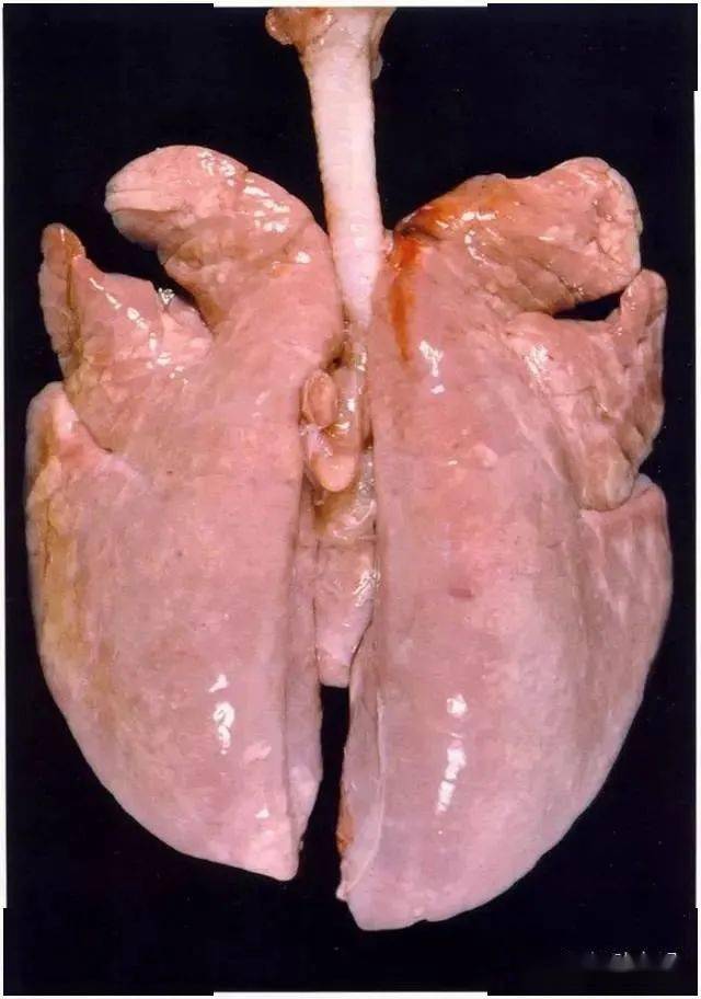 猪心肺疾病解剖图你认识多少