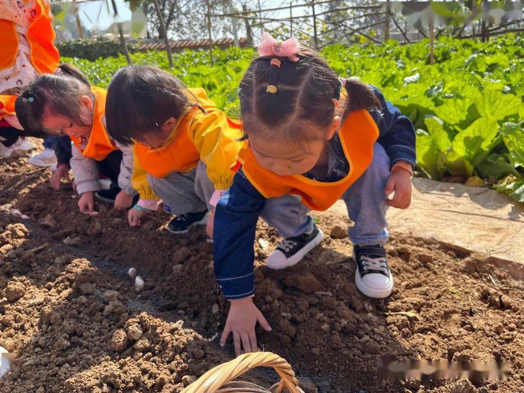 爱心幼儿园自然教育课程拾秋小二班种植大蒜活动纪实