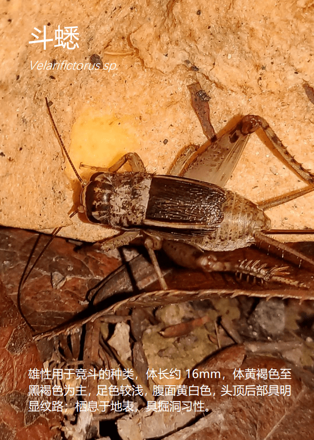 14似织螽 hexacentrus sp.13优草螽 euconocephalus sp.