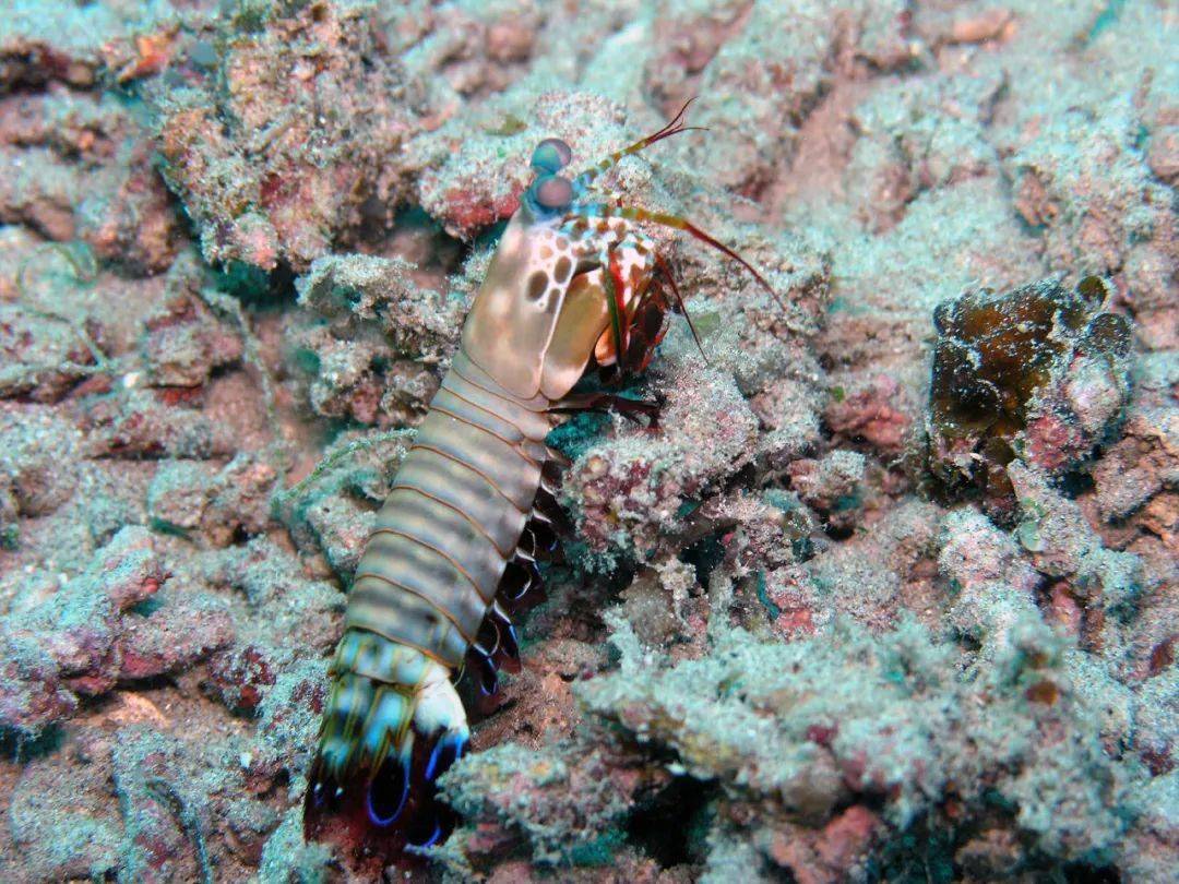 浪涛碧海海洋生物海底拳击手雀尾螳螂虾