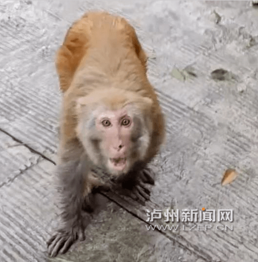 一只猴子在公路上"小跑",看到有人靠近就呲牙咧嘴"凶"起来,还有只长得