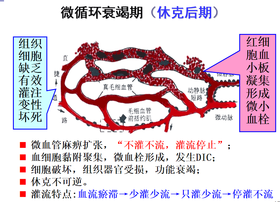 抑制期(休克中期)61微循环收缩期(缺血缺氧期 代偿期(休克早期(3