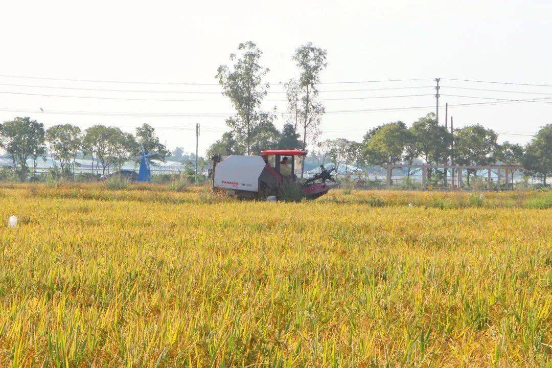 农民丰收节 | 箬横:1.96万亩晚稻进入抢收旺期_调配
