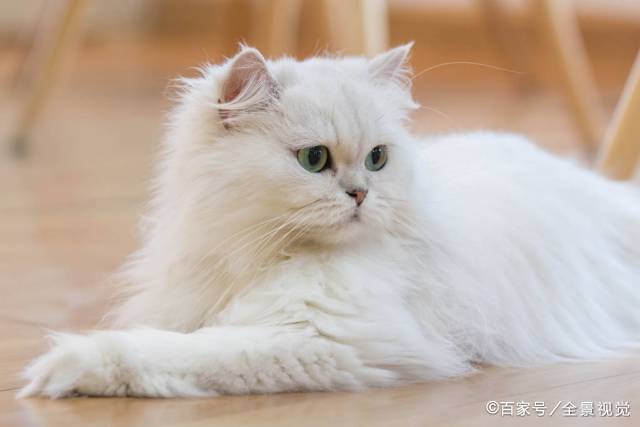 猫咪有着“猫中贵族”之称的波斯猫，为什么越来越少人养？