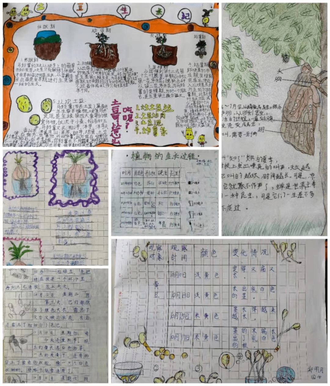 双减在行动拥抱双减东清小学特色作业带孩子们玩中学