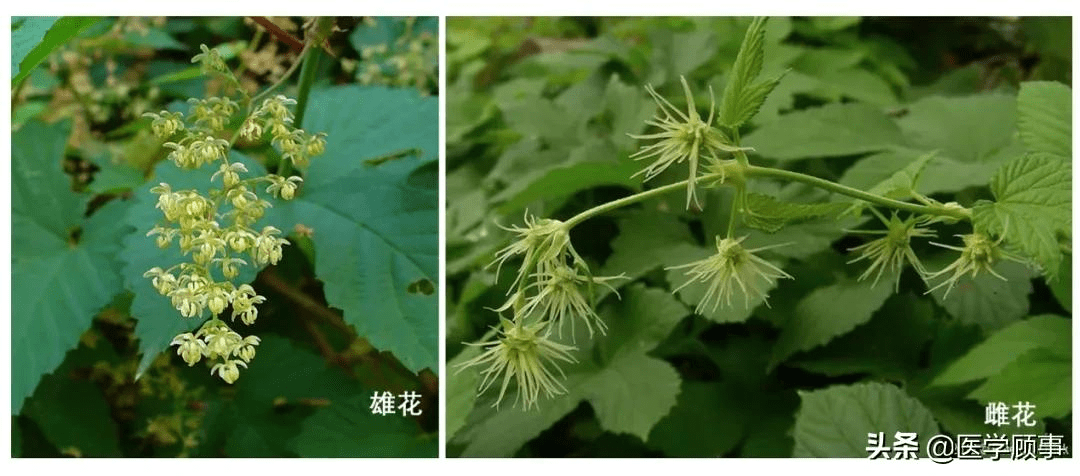 啤酒花又名蛇麻( humulus lupulus ),是大麻科葎草属的一种攀援草本