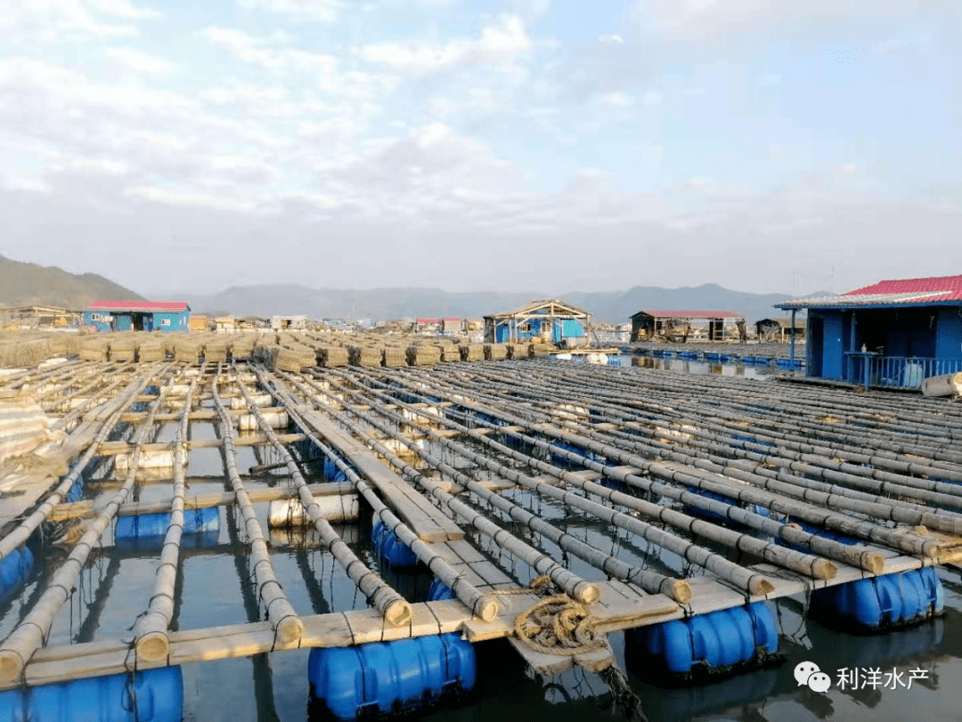 利洋动态霞浦吊笼养殖海参实用技术